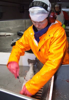 Fiskeindustri Marine Harvest