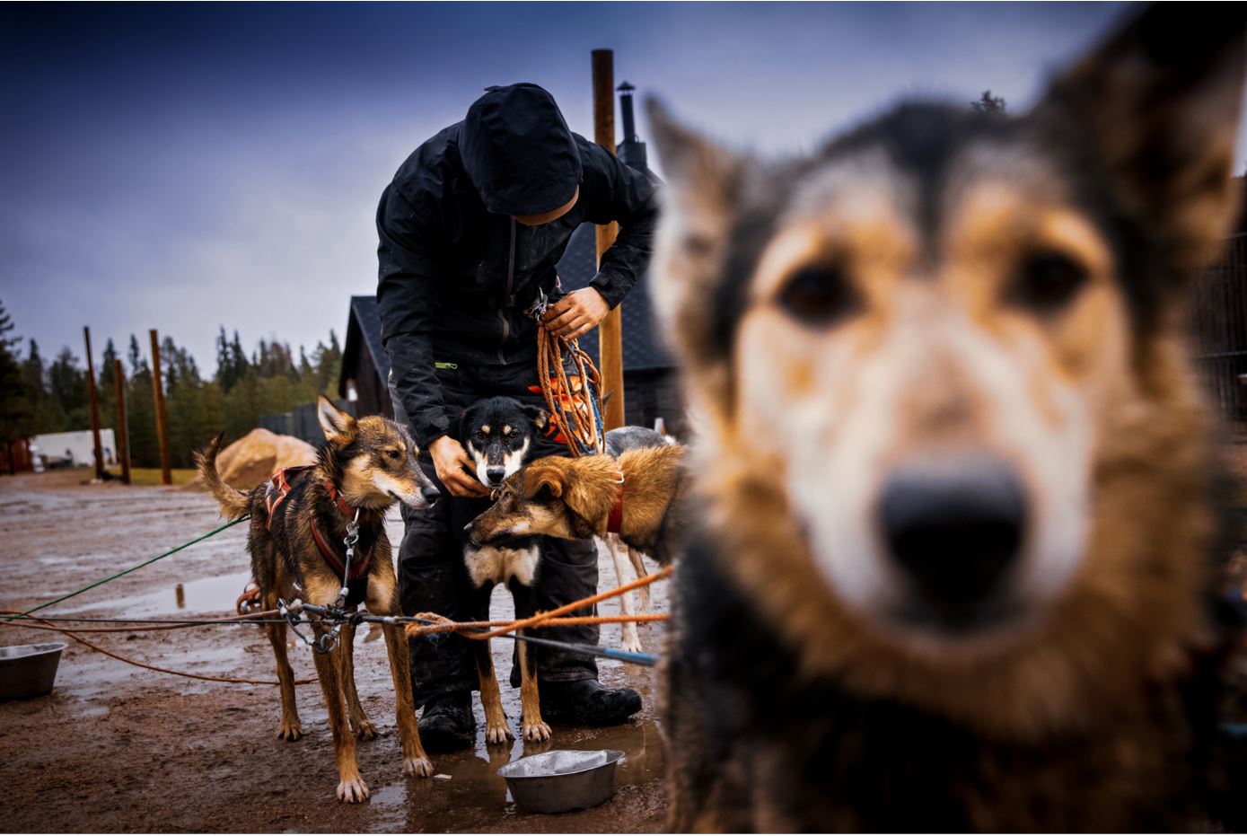 Slädhund