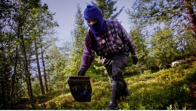 Thailändsk bärplockare i Finland