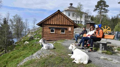 Fløyen_gjeiter, foto:  Line Scheistrøen